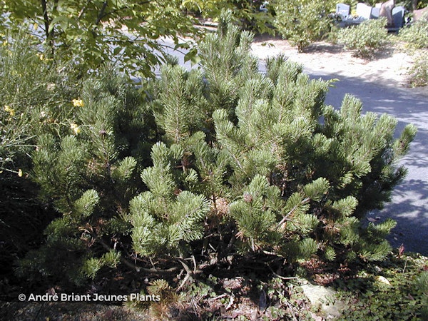 Photo Pinus mugo subsp. mugo