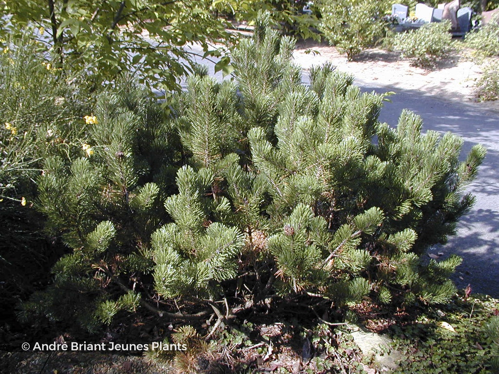 Image de Pinus mugo subsp. mugo