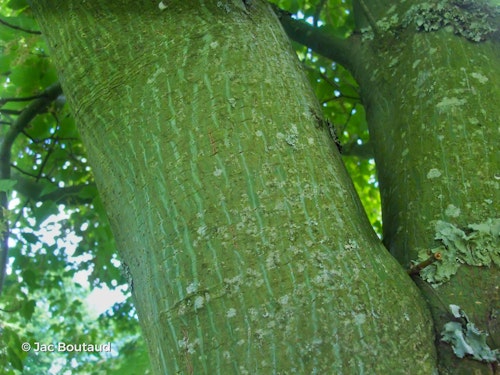 Photo Acer capillipes
