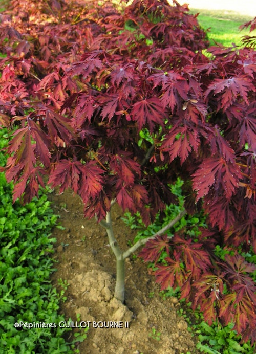 Photo Acer japonicum 'Aconitifolium'