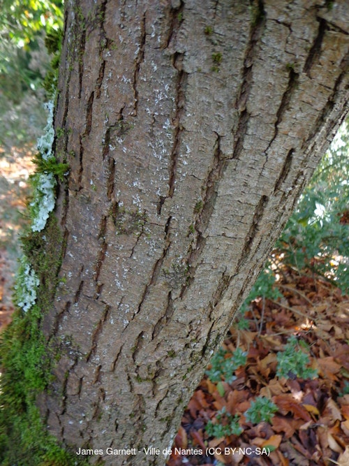 Photo Acer macrophyllum
