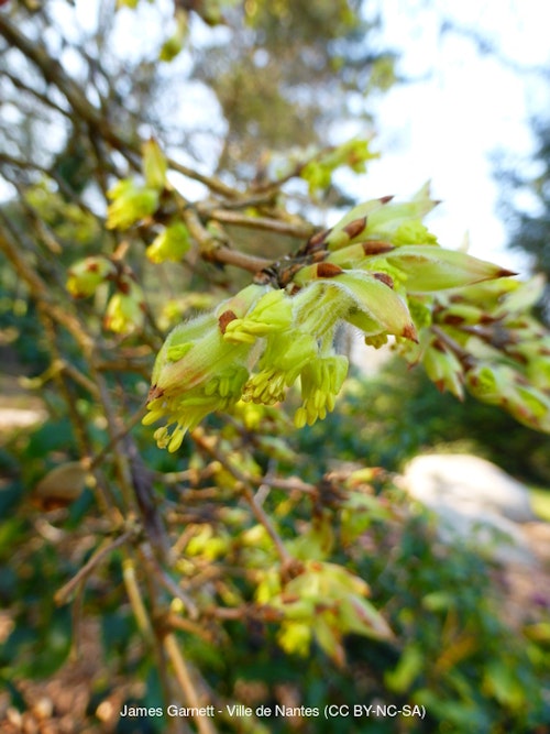 Photo Acer opalus