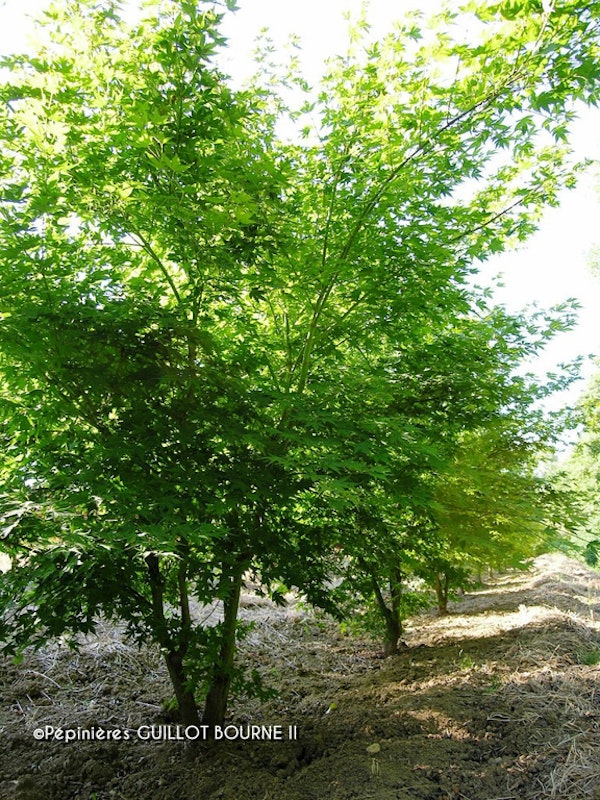 Photo Acer palmatum
