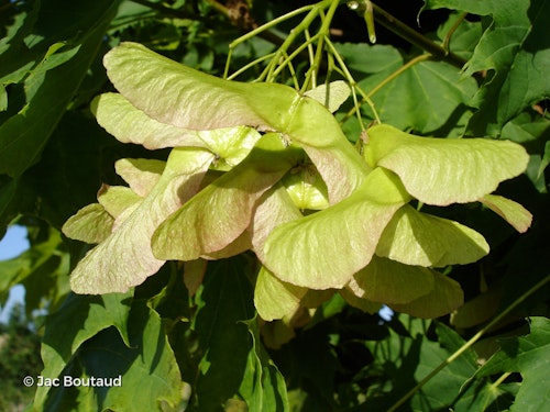 Photo Acer platanoides 'Globosum'