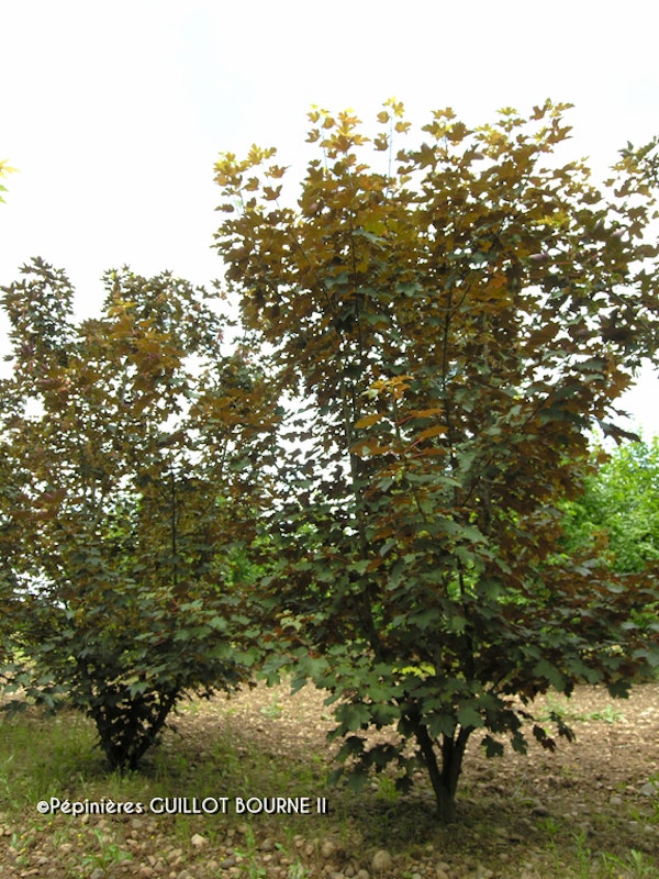 Photo Acer pseudoplatanus 'Atropurpureum'