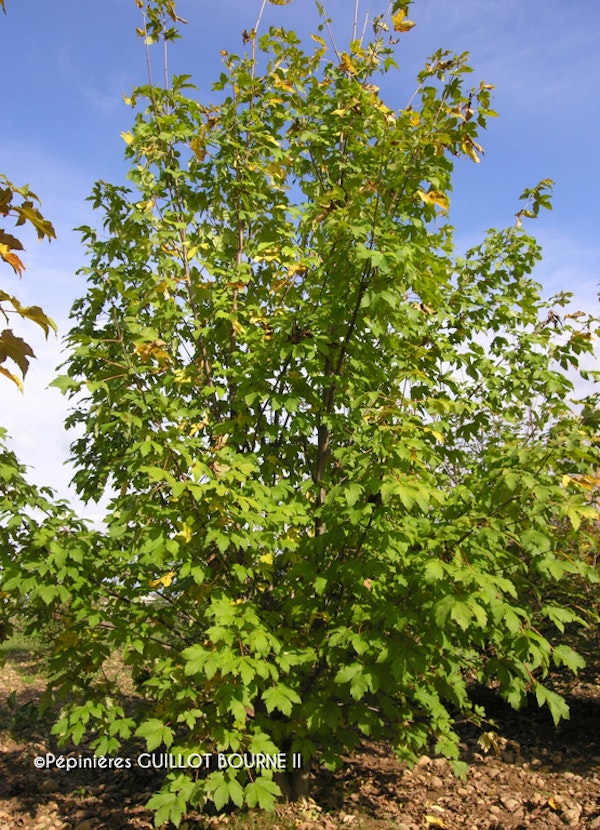 Photo Acer pseudoplatanus