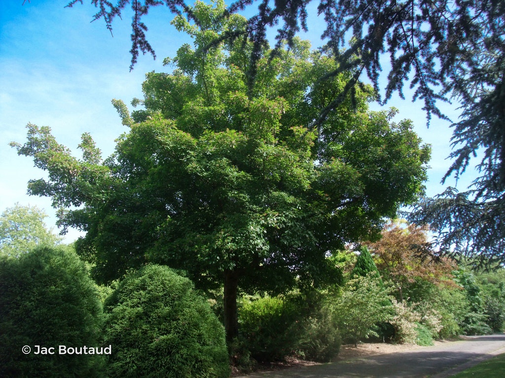 Image de Acer tataricum subsp. ginnala