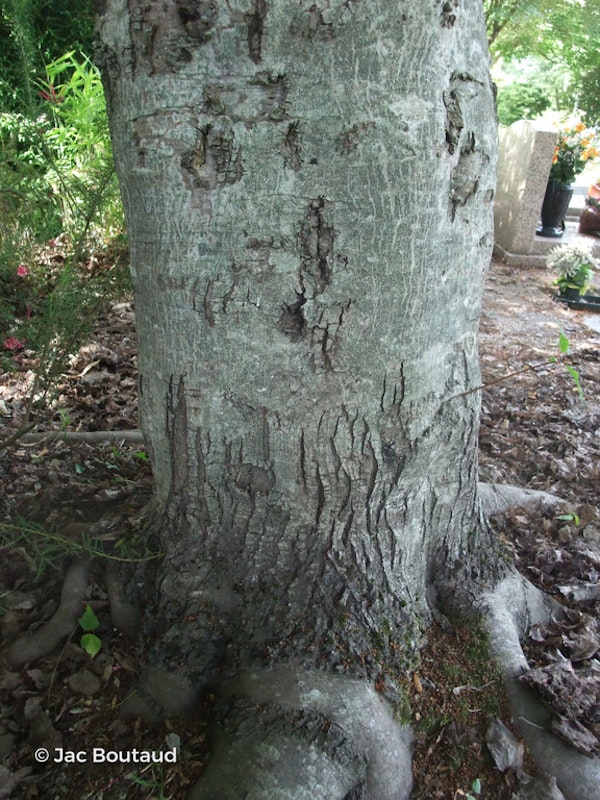 Photo Acer tataricum subsp. ginnala
