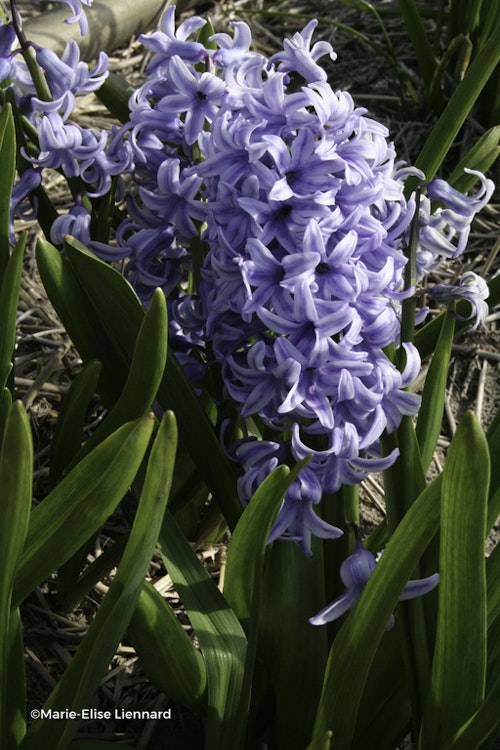 Photo Hyacinthus orientalis 'Blue Giant'