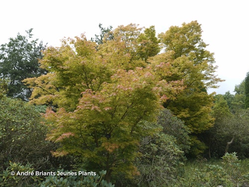 Photo Acer palmatum 'Sango-kaku'