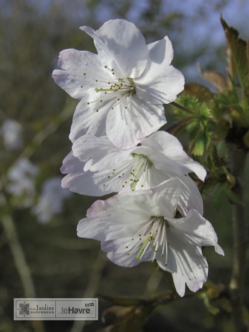 Photo Prunus x subhirtella