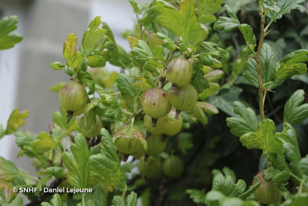 Photo Ribes uva-crispa