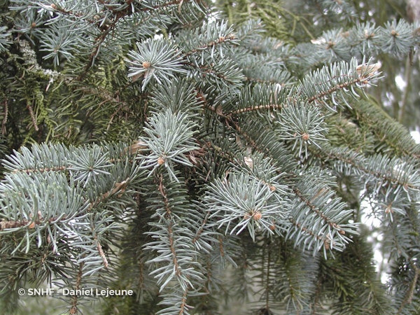 Photo Picea pungens