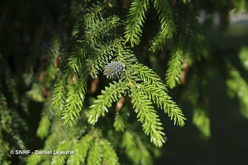 Photo Picea orientalis