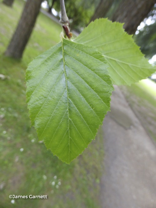 Photo Betula nigra