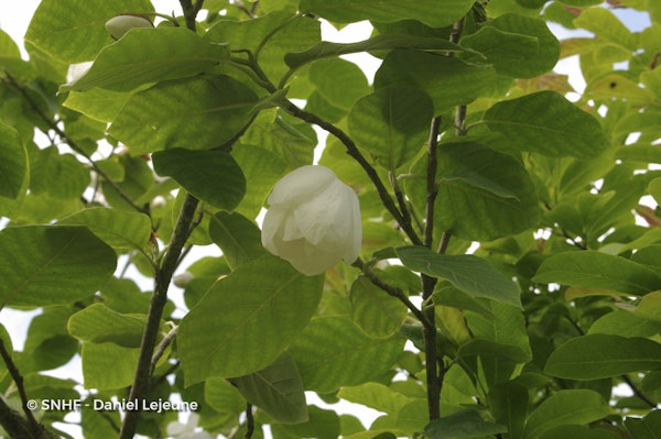 Photo Magnolia sieboldii