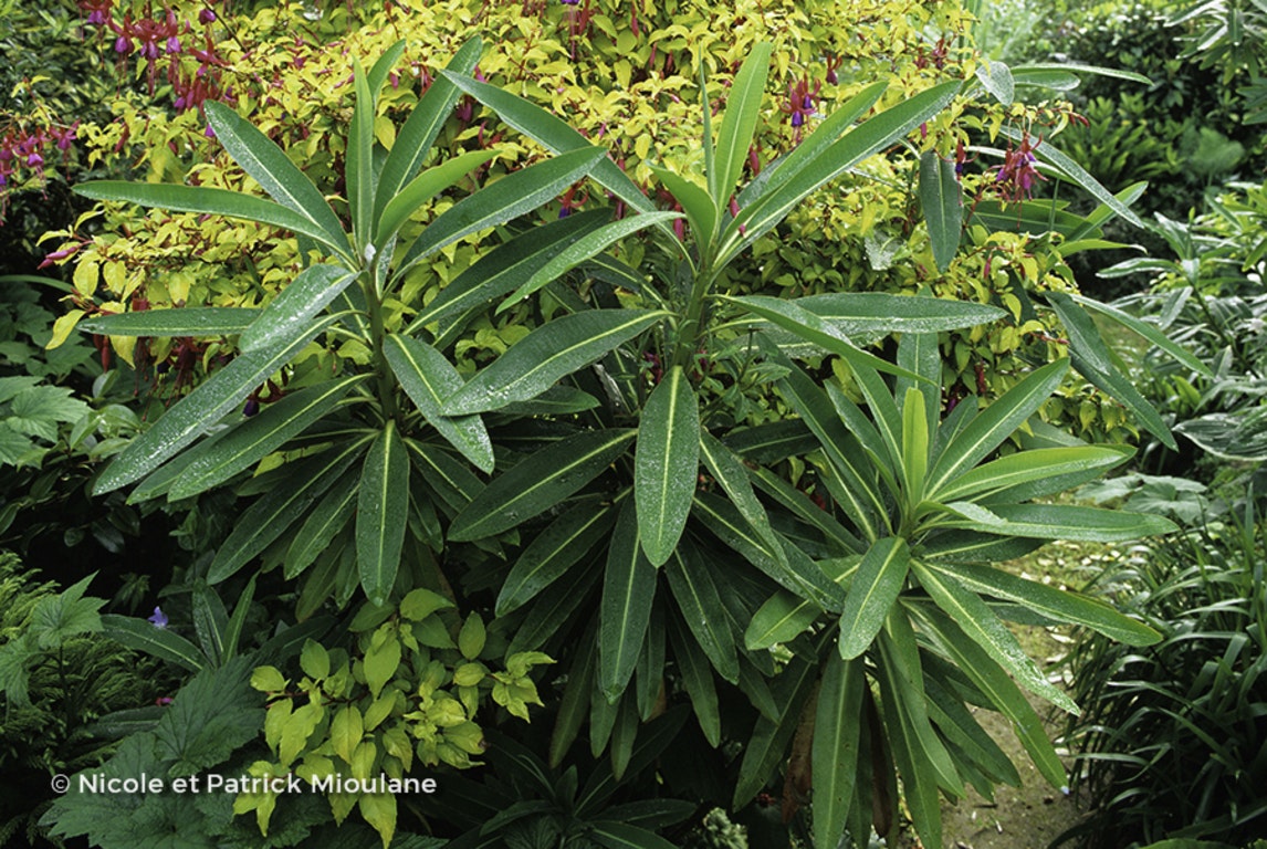 Image de Euphorbia mellifera