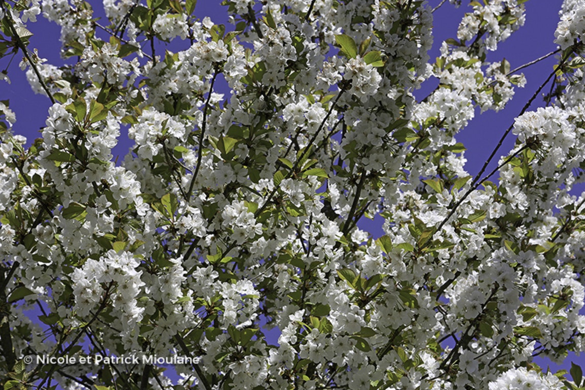 Image de Prunus cerasus