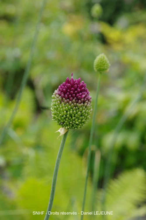 Photo Allium sphaerocephalon