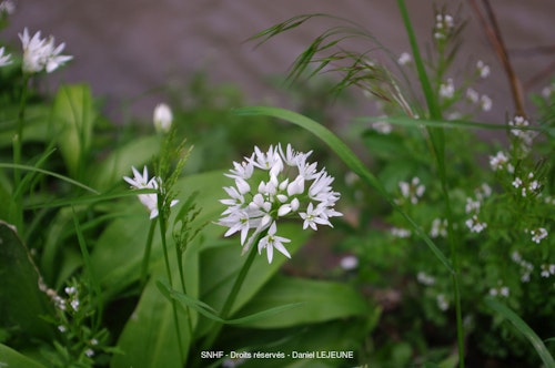 Photo Allium ursinum