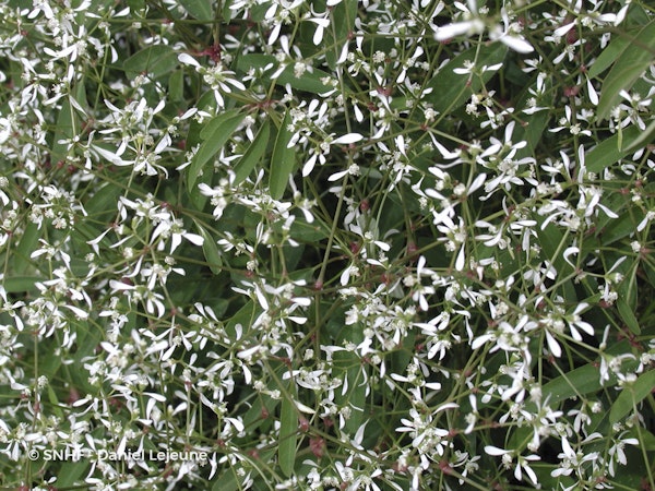 Photo Euphorbia hypericifolia 'Inneuphdia' DIAMOND FROST®