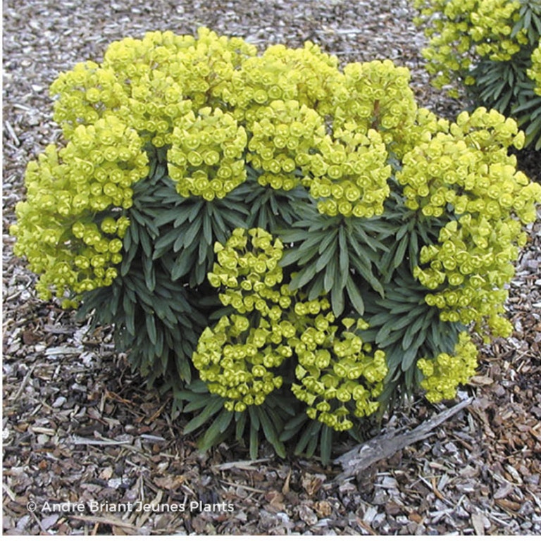Image de Euphorbia 'Charam' REDWING