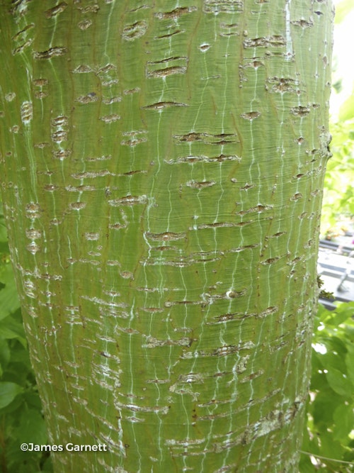 Photo Acer capillipes