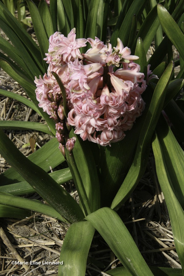 Photo Hyacinthus orientalis