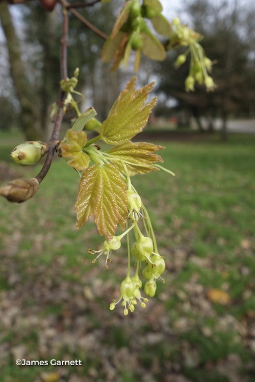 Photo Acer opalus