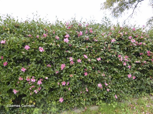 Photo Camellia sasanqua 'Hiryu'