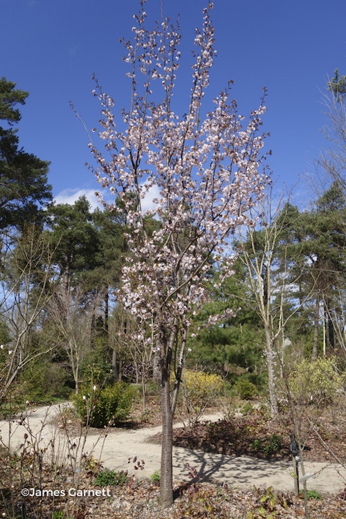 Photo Prunus sargentii