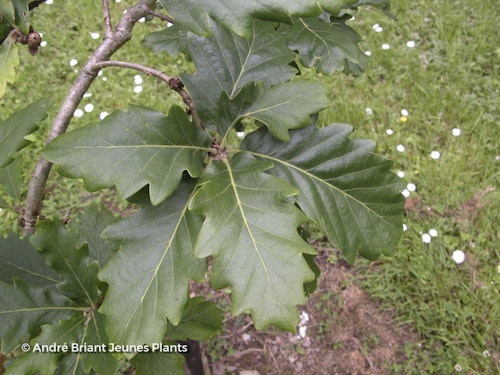 Photo Quercus macranthera