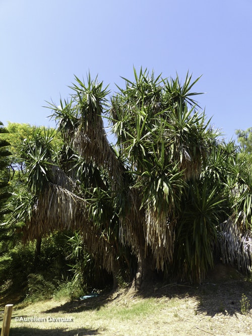 Photo Yucca gigantea