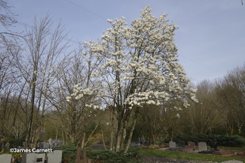 Photo Magnolia denudata