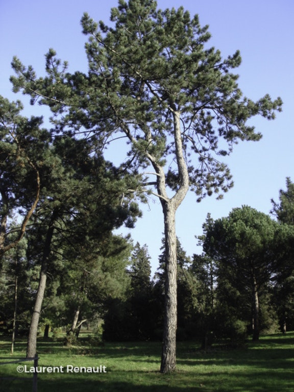 Image de Pinus nigra