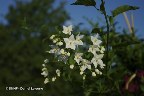 Photo Solanum laxum