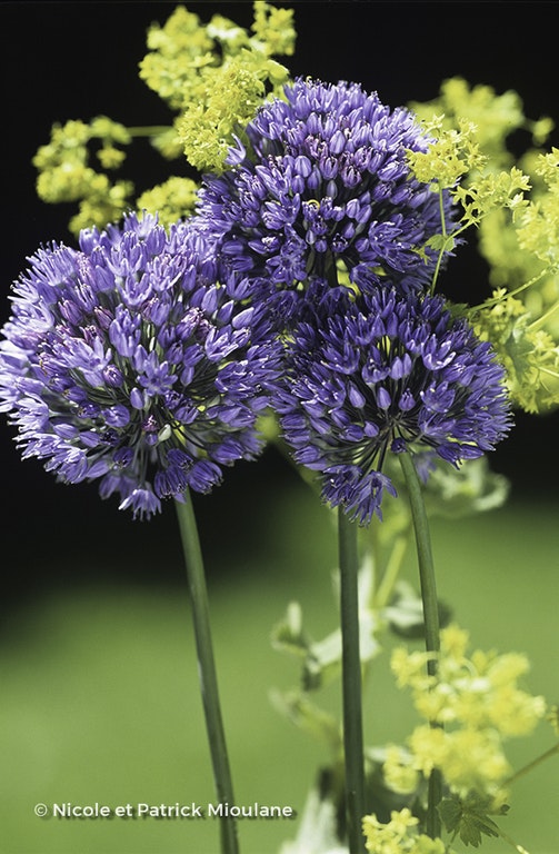Image de Allium caeruleum