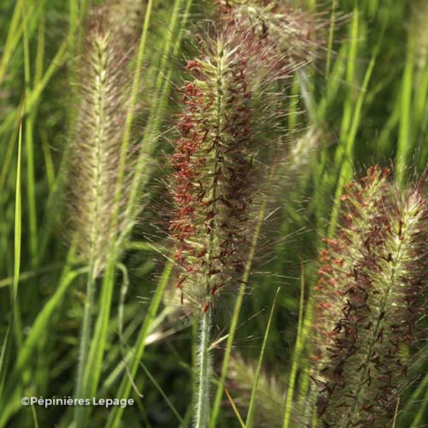 Photo Cenchrus alopecuroides 'Red Head'