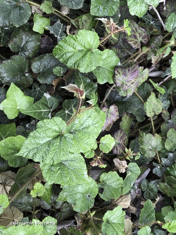 Photo Rubus tricolor