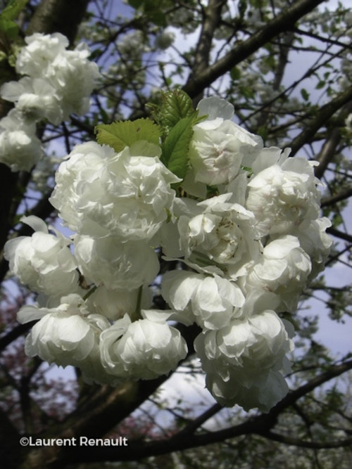 Photo Prunus avium 'Plena'