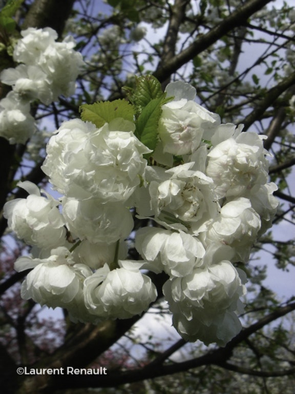 Image de Prunus avium 'Plena'