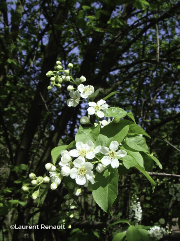 Image de Prunus serotina