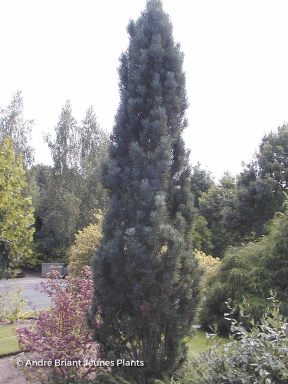 Image de Pinus sylvestris 'Drath'