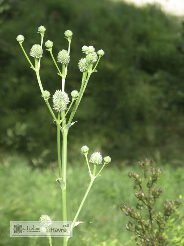 Photo Eryngium yuccifolium