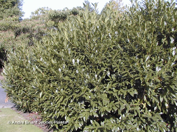 Photo Prunus laurocerasus 'Caucasica'