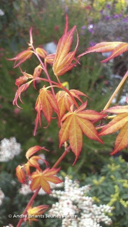Image de Acer palmatum 'Katsura'