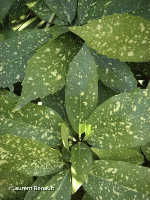 Photo Aucuba japonica 'Crotonifolia'