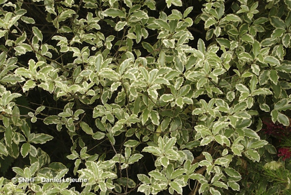 Photo Pittosporum tenuifolium 'Variegatum'