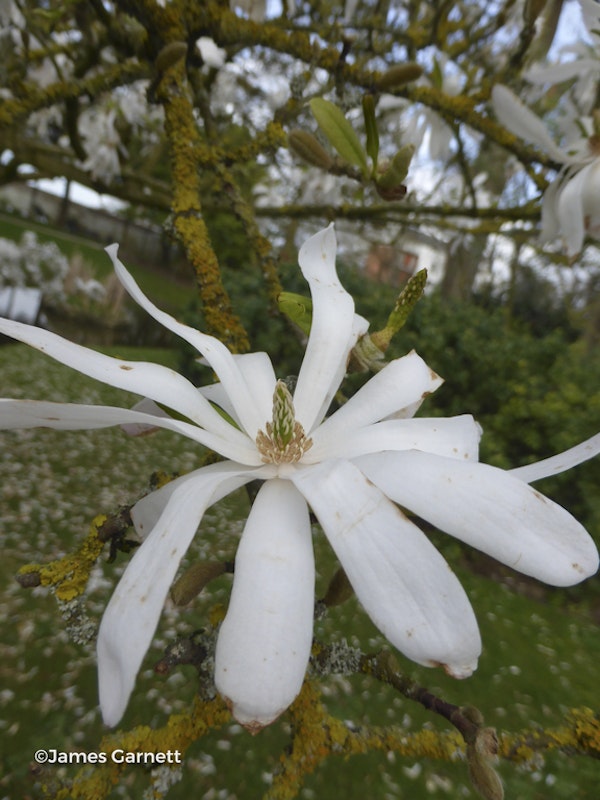 Photo Magnolia stellata
