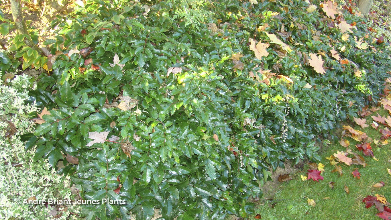 Image de Mahonia aquifolium 'Apollo'